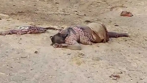 Serious Commotion as 3 Female Suicide Bombers Are Shot Dead in Adamawa State